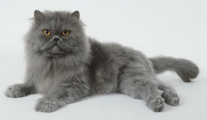 회색 고양이의 품종은 무엇입니까?