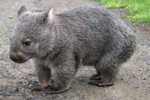 캥거루, 코알라, 웜뱃은 호주의 놀라운 유대류 동물입니다.