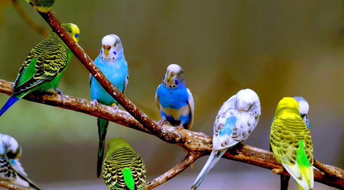 앵무새는 밝은 이국적인 새입니다. 세계에서 앵무새의 종류는 몇 종류입니까?