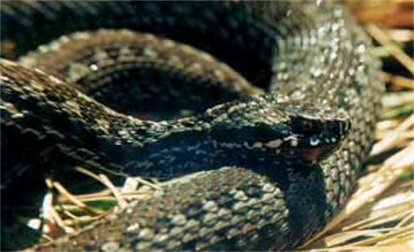 로스토프 지역에서 가장 흔한 뱀