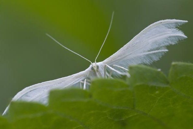나비는 몇 마리의 날개를 가지고 있습니까? 나비는 몇 쌍의 날개를 가지고 있습니까?